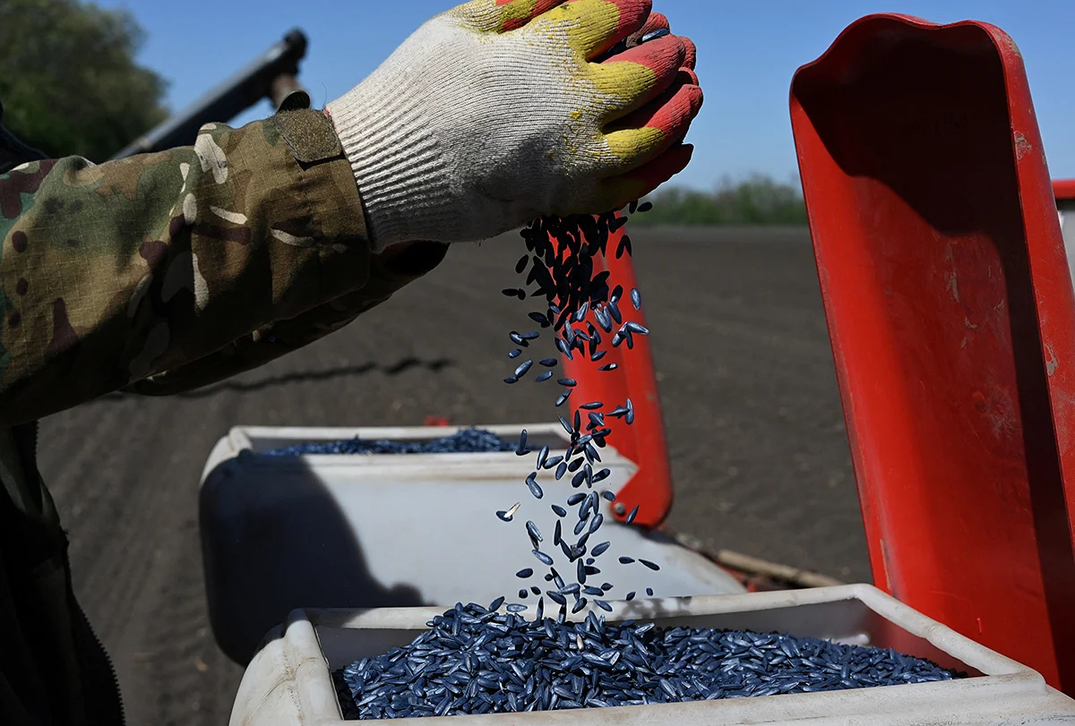Фермер загружает семена подсолнечника в сеялку на поле недалеко от села Чалтырь Ростовской области, Россия, 3 мая 2024 года. Фото: Сергей Пивоваров / LETA